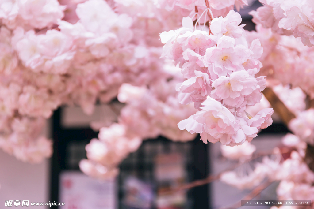 户外樱花花朵自然