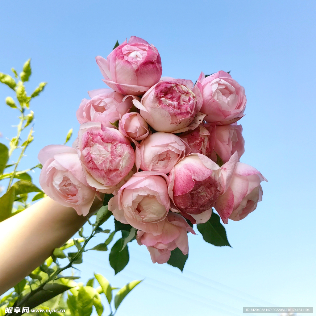 月季 手捧花 草莓杏仁饼