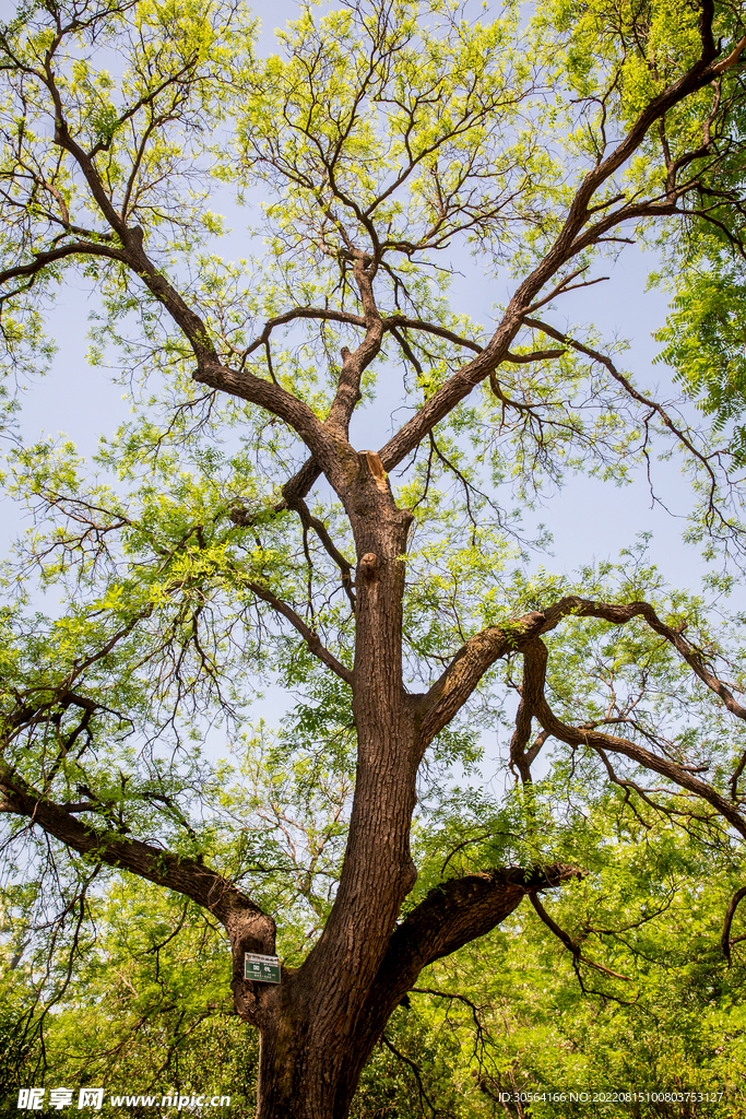 户外公园树木绿叶