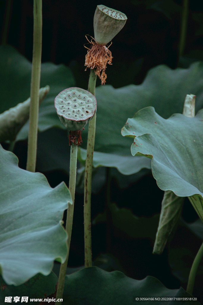 户外夏季莲蓬植物