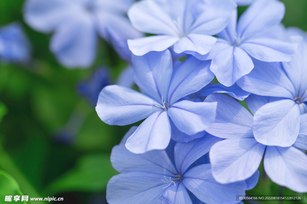 户外淡紫色花朵