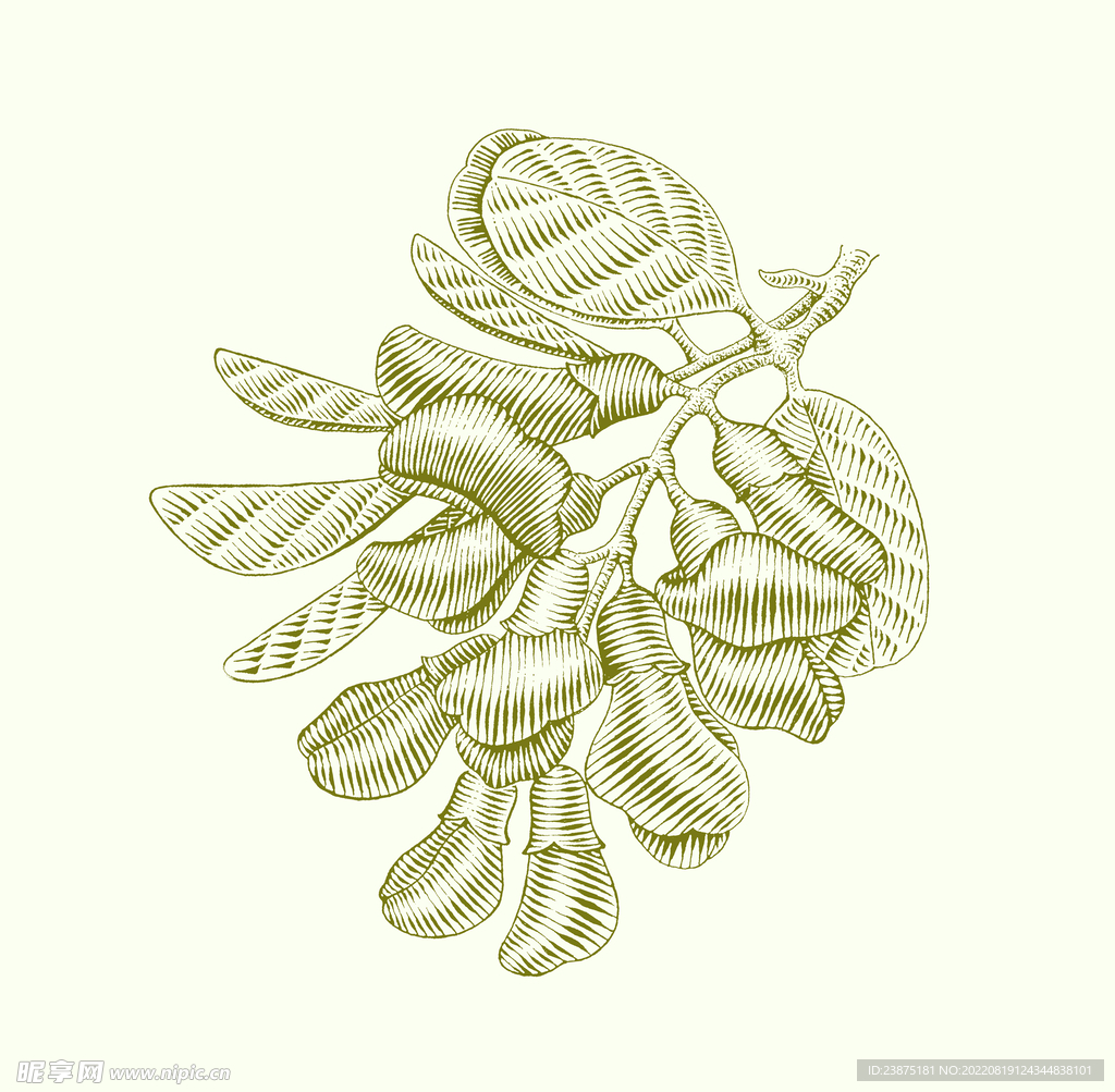 槐花矢量图插画