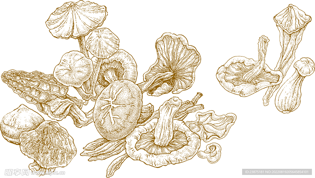 山珍 蘑菇 原创手绘插图