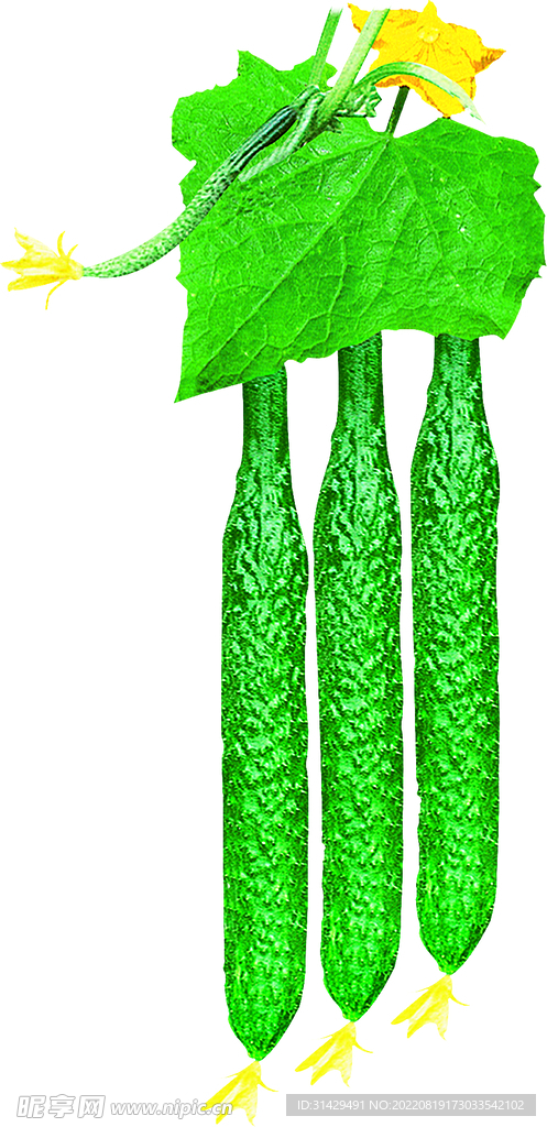绿叶三根黄瓜