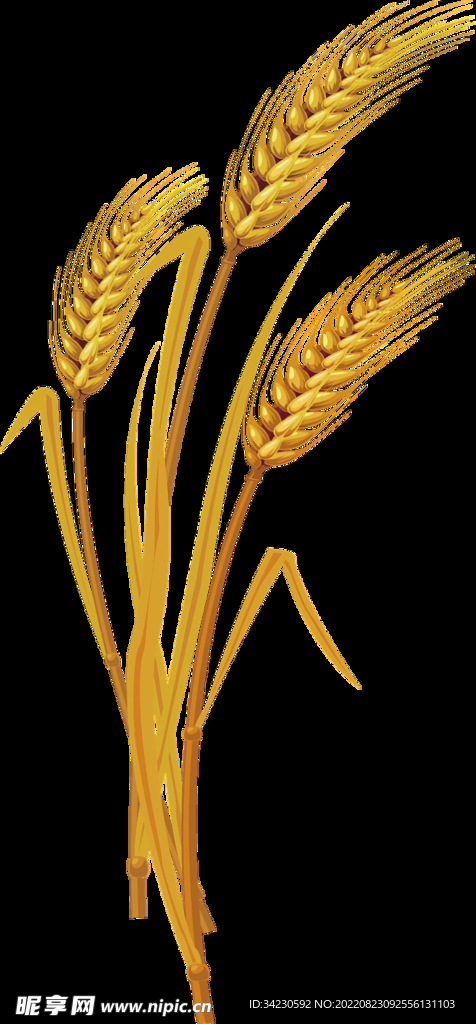 小麦  麦子 