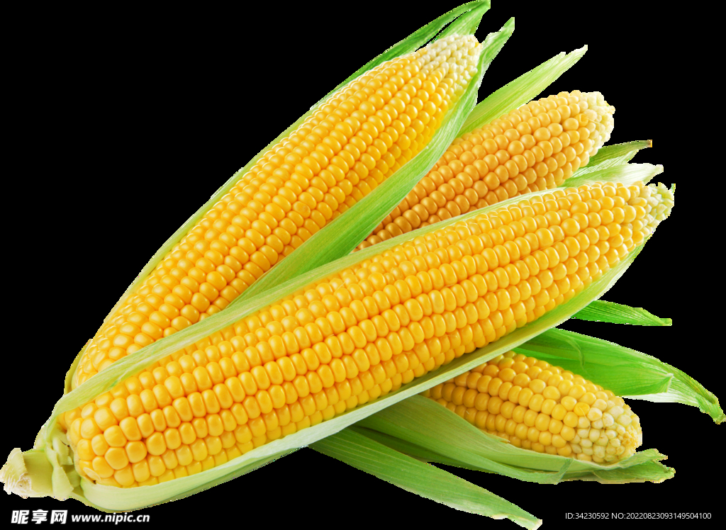 玉米
