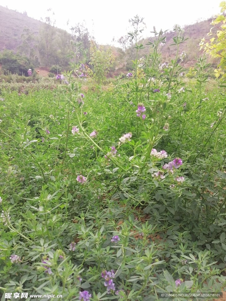 高原紫花苜蓿