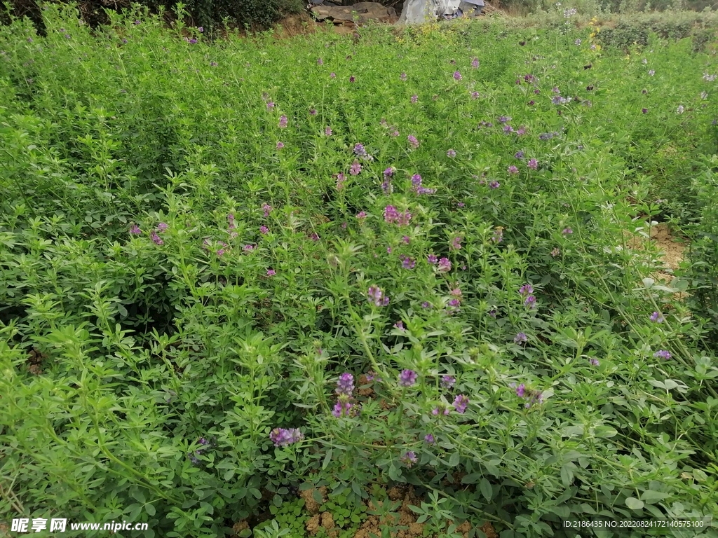 高原紫花苜蓿