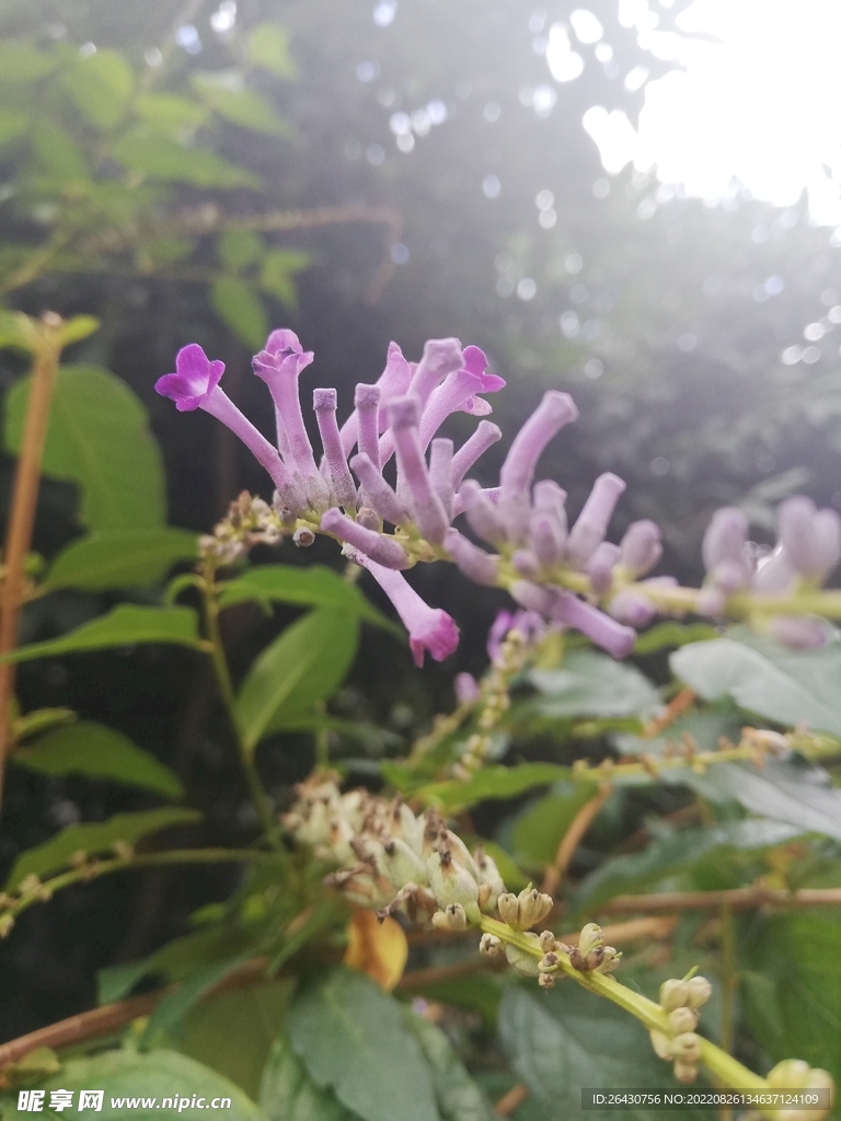 醉鱼草闭鱼草痒见消