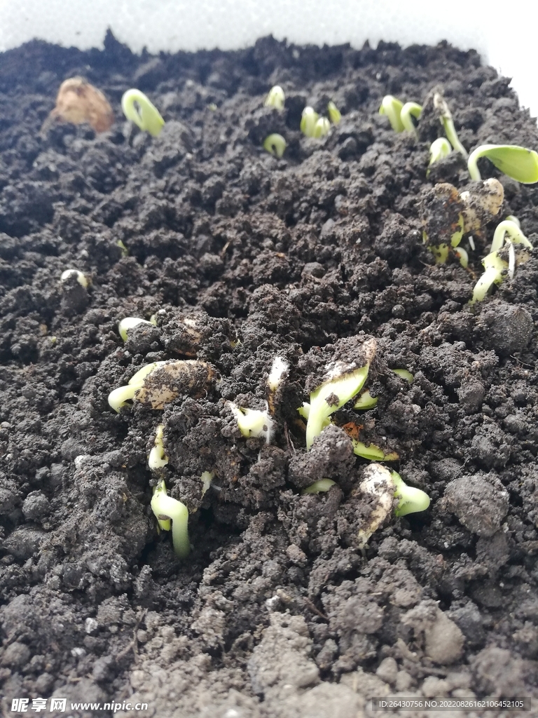 发芽的南瓜苗