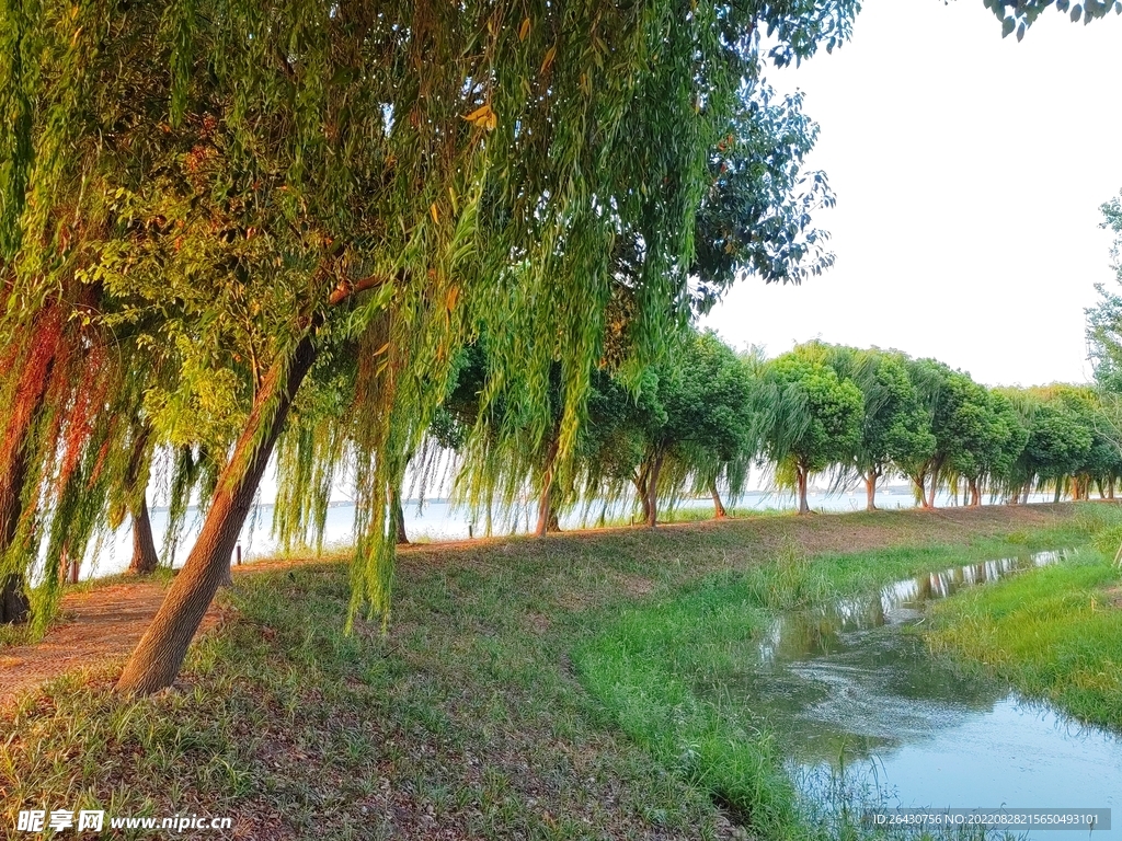 杨柳岸杨柳长堤