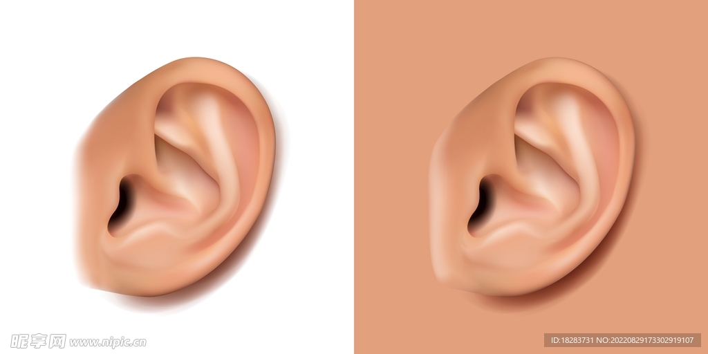 逼真的耳朵器官素材
