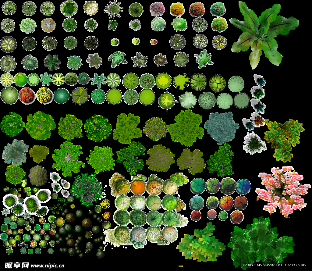 景观植物平面图