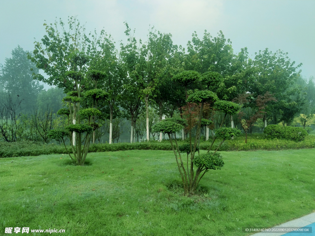 园林景观树图片