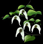 分层手绘鸽子花珙桐花