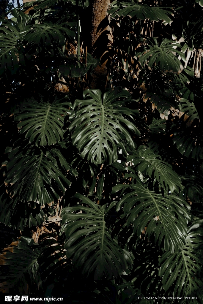 龟背竹树叶背景