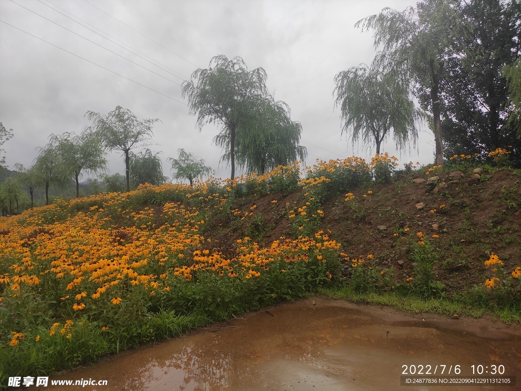 阴天下的黄花地