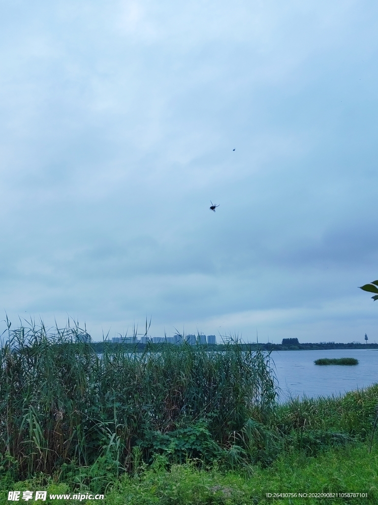 公园湿地湖边蜘蛛网