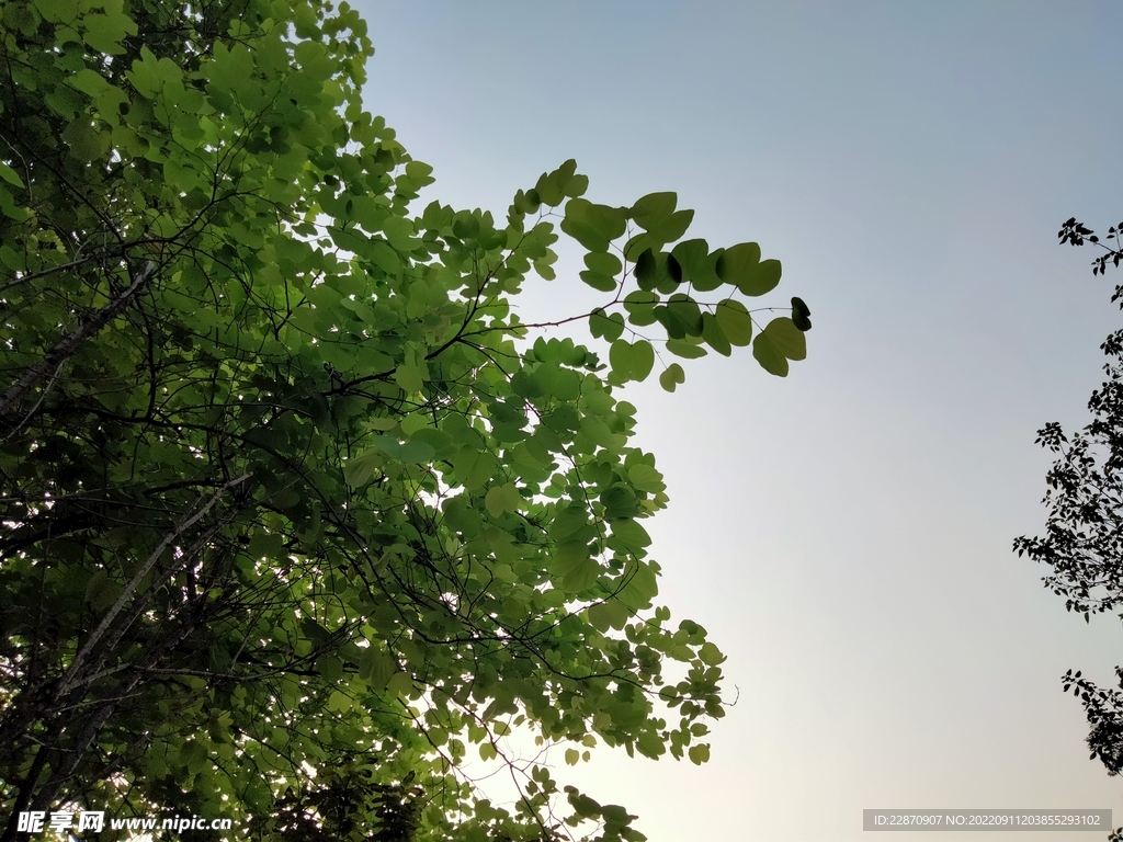 羊蹄甲树和晴空