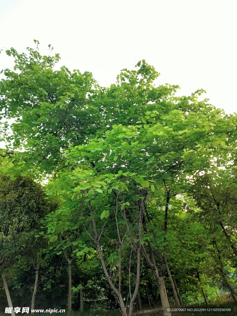 羊蹄甲树与天空