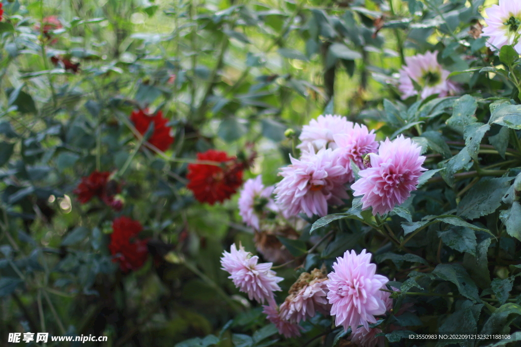 花朵 绿草 自然 风景 