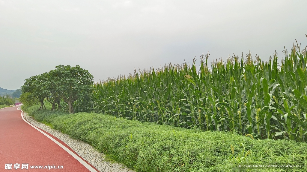 木芙蓉 玉米 鼠尾草