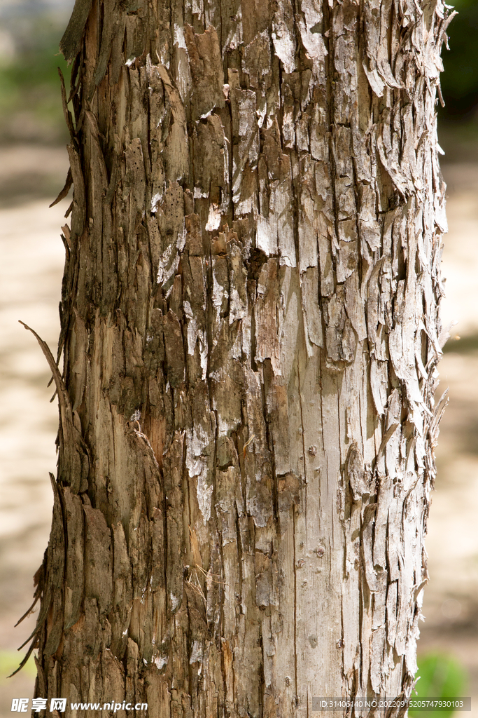 树皮图片