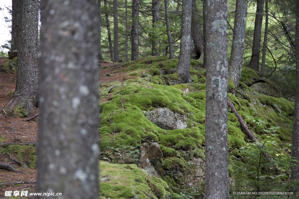 苔藓图片