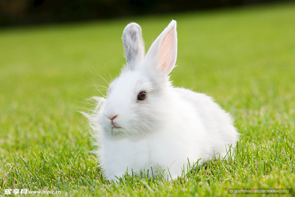 一只兔子坐在草地上