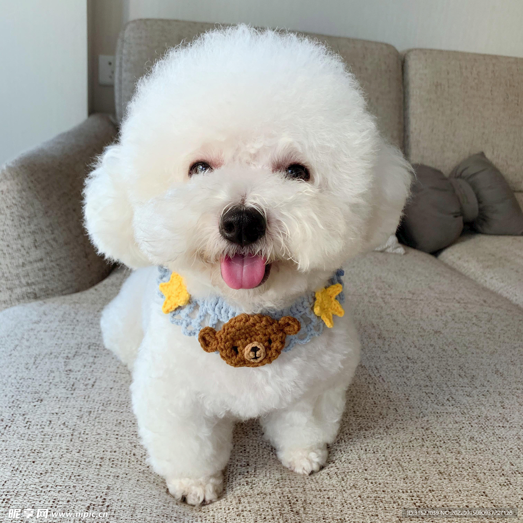 可爱的白色小狗