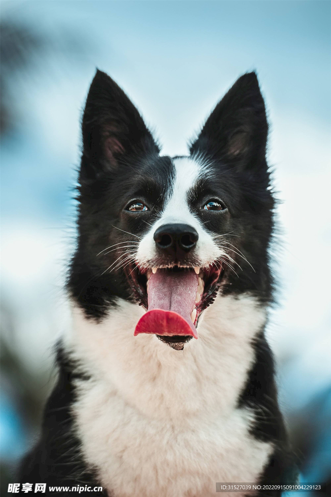 张大嘴巴的小狗摄影