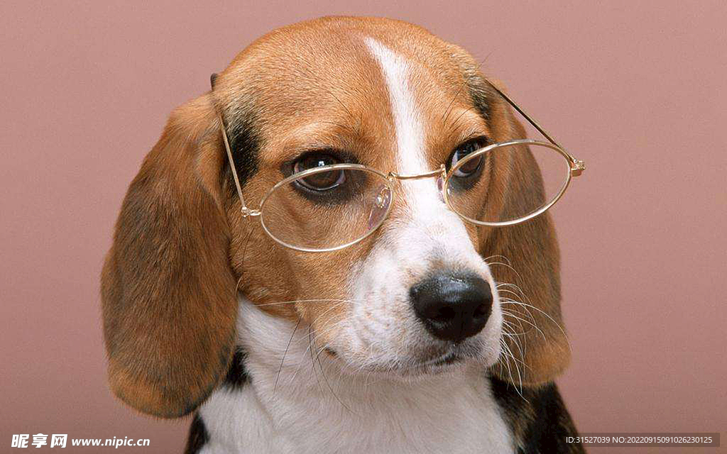戴眼镜的小狗