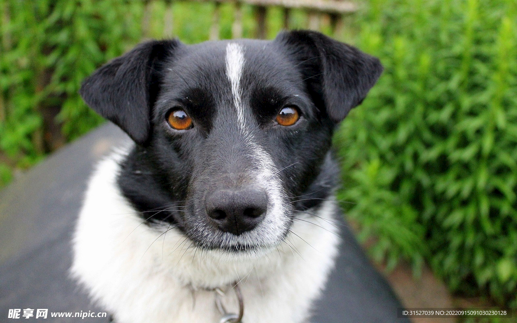 狗狗摄影师图片