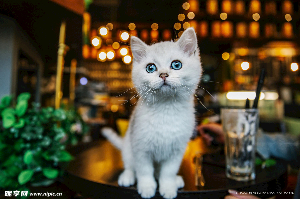 白色小猫摄影图