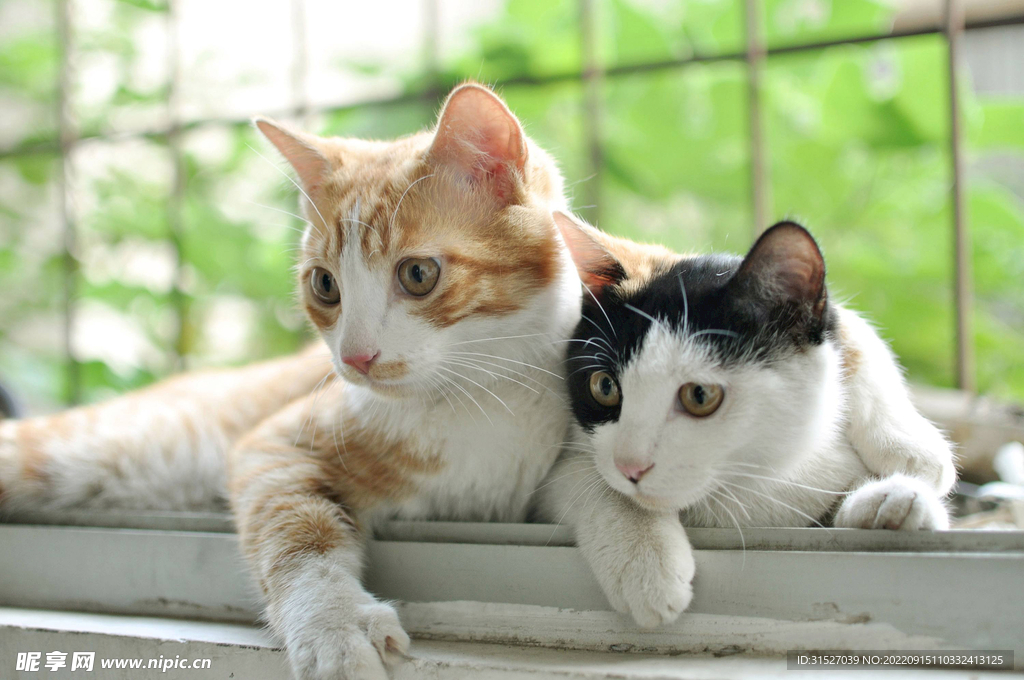 两只小猫摄影图