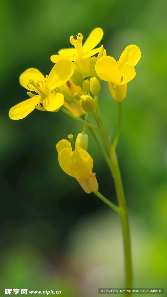 油菜花花朵 