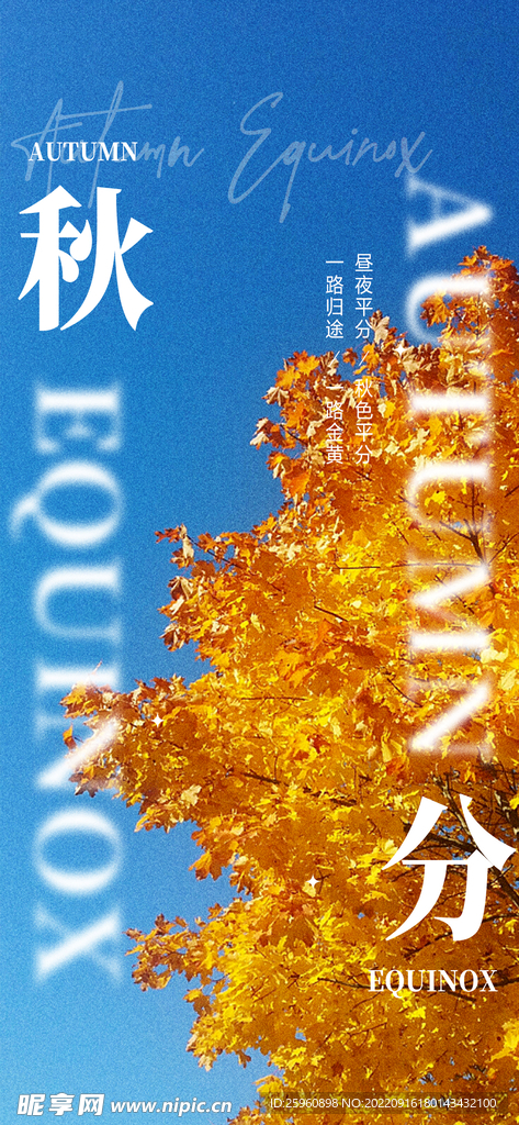 秋分银杏树