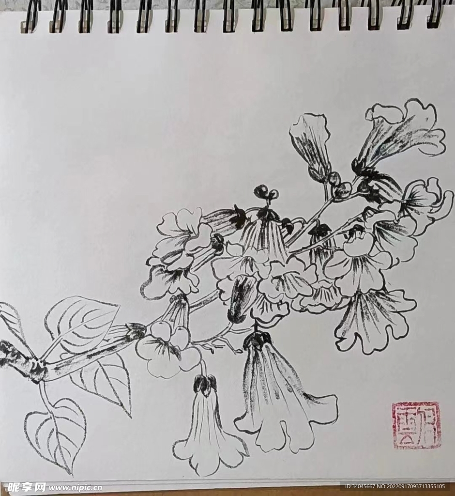 白描桐华
