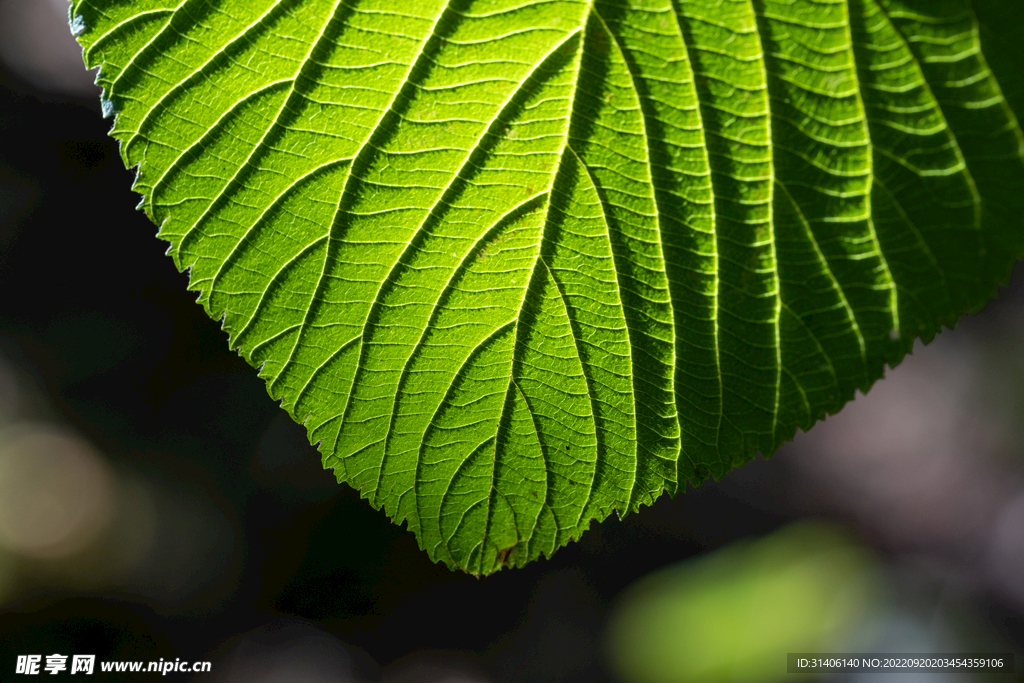 树叶纹路近照图片