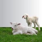 犊牛羔羊小牛羊