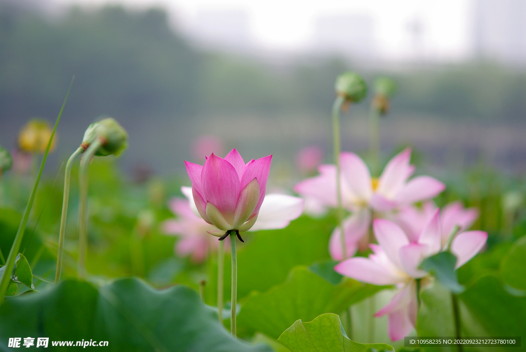 含苞待放的仙子