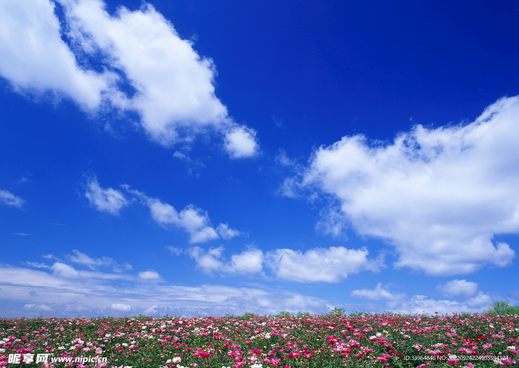 天空 花海