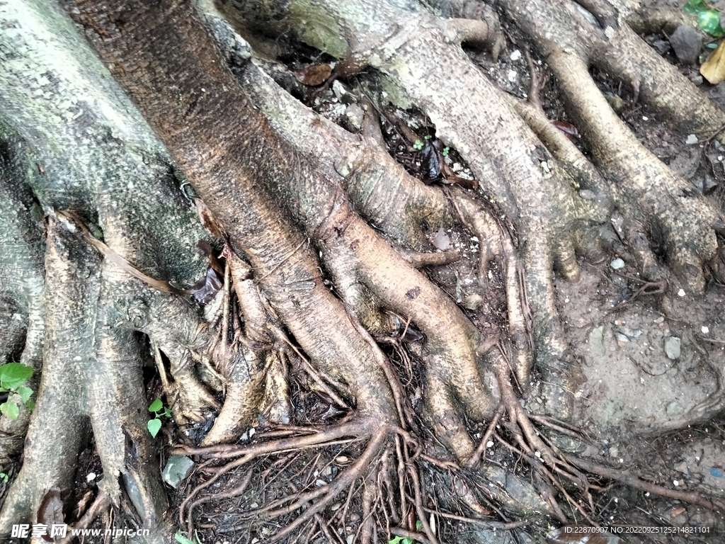 树根