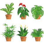 绿植盆栽 龟背叶