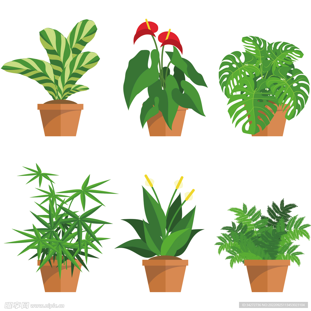 绿植盆栽 龟背叶