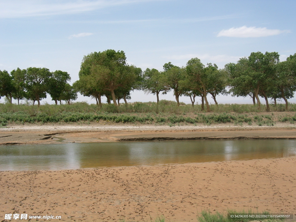 荒漠胡杨河岸林
