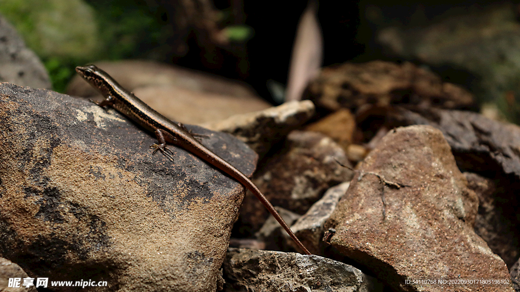 漂亮的四脚蛇小蜥蜴