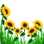 向日葵装饰元素