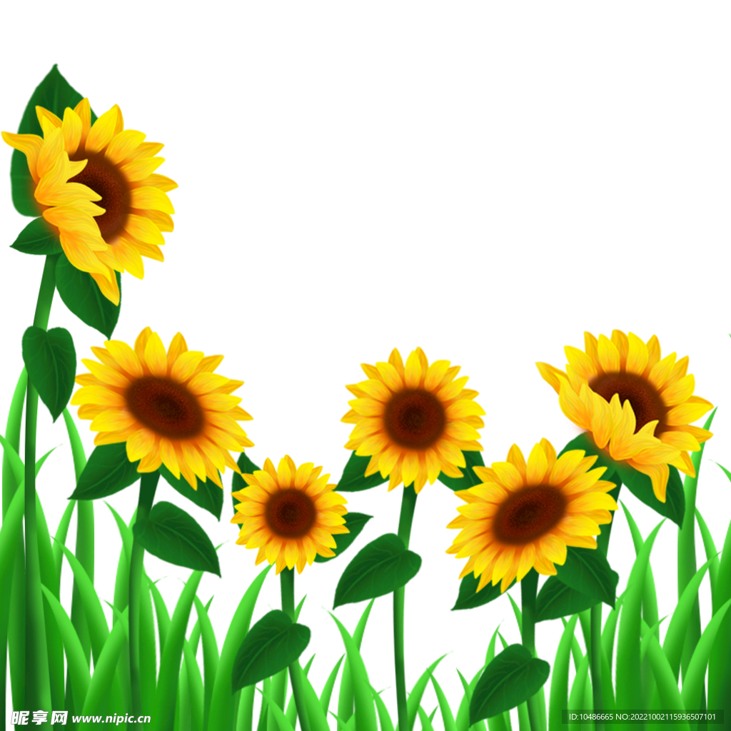 向日葵装饰元素