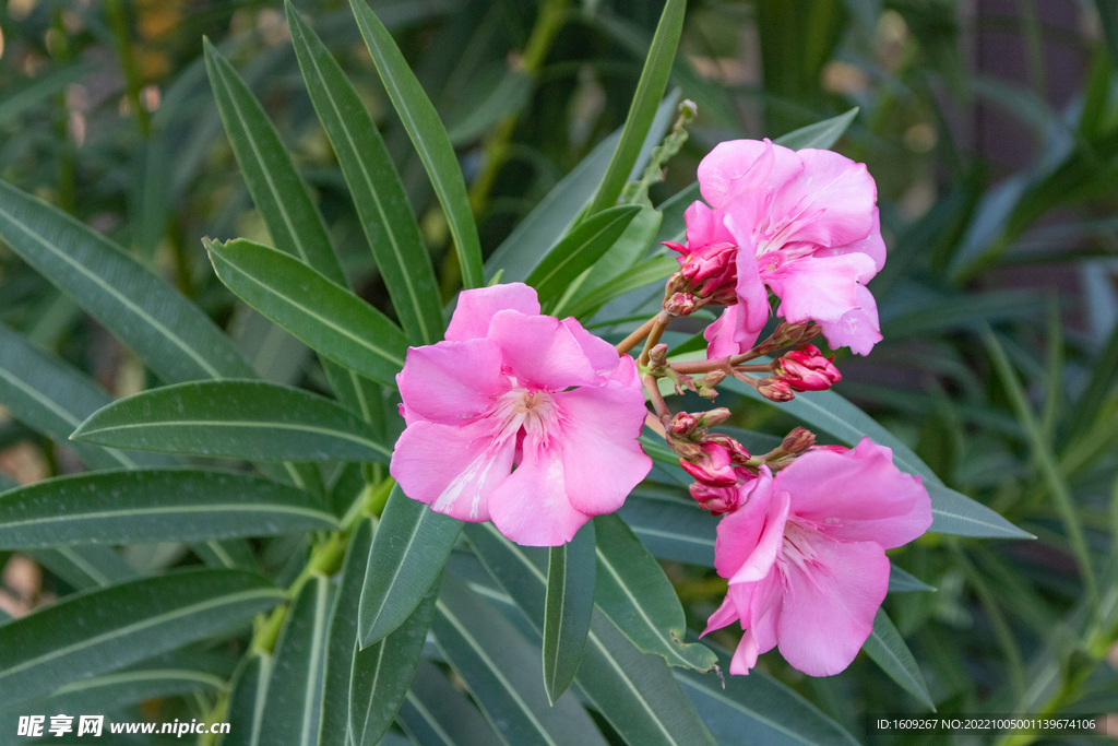 红色的夹竹桃花